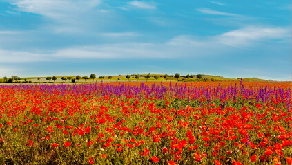 Poppy Summer countryside landscape with green wheat, poppies and delphinium flowers fields on blue clouds sky. Organic Farming seed extraction in Rhineland Palatinate, Germany. Seed collection