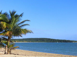 Naklejka na ściany i meble palm trees on the beach
