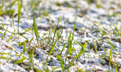 Snow on the green grass.
