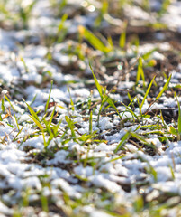 Snow on the green grass.