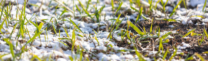 Snow on the green grass.
