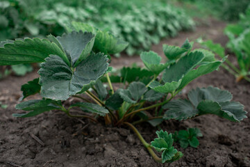 seedlings in the garden summer