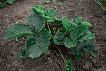 seedlings in the garden summer