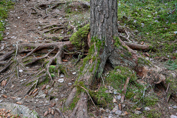 Naklejka na ściany i meble rough terrain through forest with lots of roots
