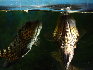 big fish swims in a home aquarium close-up