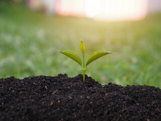 small tree growing Business that comes with nature to grow There is a light in the back.