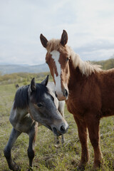 nature fields horses mammal animals landscape unaltered