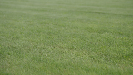 shot of grass field closeup
