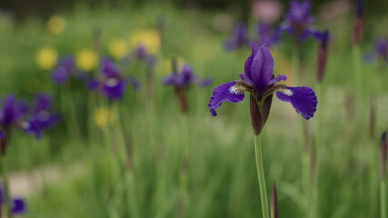 violet iris flowers in a garden closeup