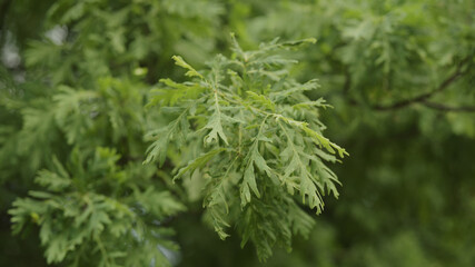 green oak leaves swaying on a wind