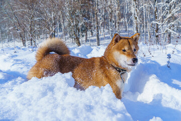 The Shiba Inu Japanese dog plays in the snow in winter.