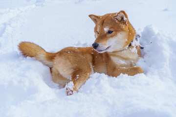 The Shiba Inu Japanese dog plays in the snow in winter.