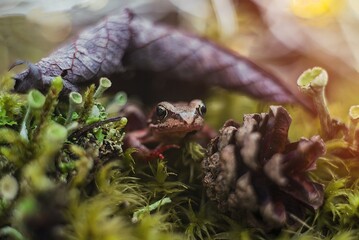 frog in the forest