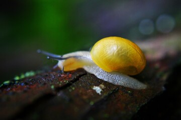 Schnecke - Snail