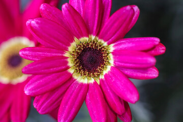 Red  pink Marguerite Daisy ; frontal close up view ; background image