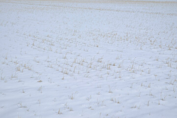 winter rice paddy, 2022/1/23