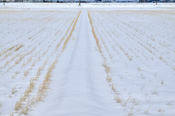 Fototapeta na wymiar winter rice paddy, 2022/1/23