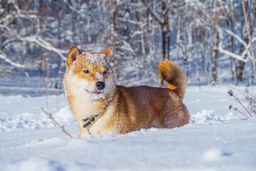 The Shiba Inu Japanese dog plays in the snow in winter.