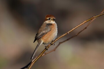 冬の公園や庭で見られる身近な生き物モズの雌