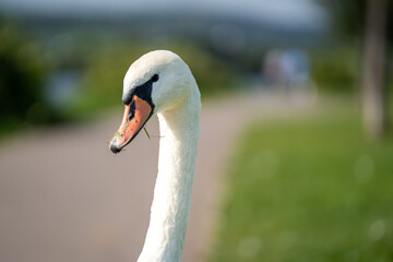 Face of swan with long neck and grass in beak