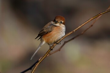 冬の公園や庭で見られる身近な生き物モズの雌