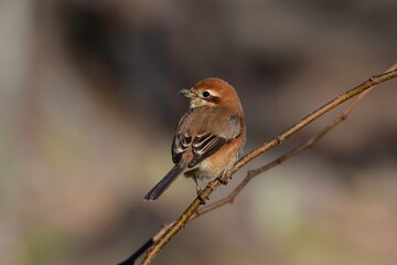 冬の公園や庭で見られる身近な生き物モズの雌