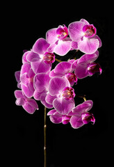Fototapeta na wymiar Orchid flowers on a black background. pink phalaenopsis.