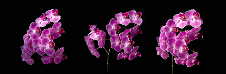 Orchid flowers on a black background. pink phalaenopsis. Three branches