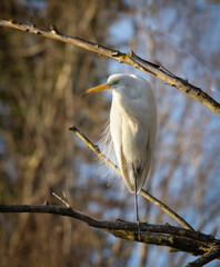 great white heron