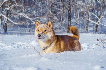 The Shiba Inu Japanese dog plays in the snow in winter.
