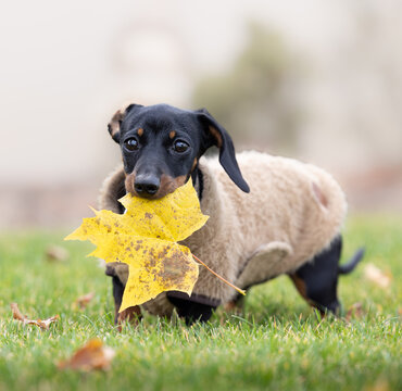 portrait of a dog