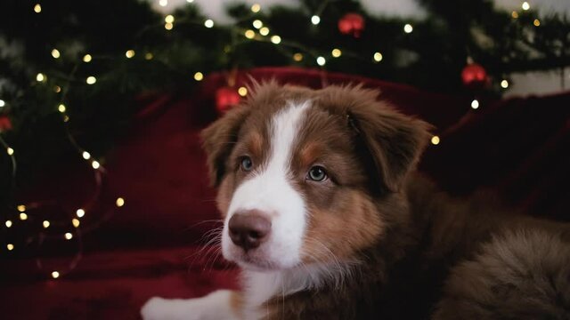 Charming little purebred Australian Shepherd puppy red tricolor in New Year decorations. Dog is lying on red blanket on bed, behind Christmas tree branch with garland. 4k footage slow motion.