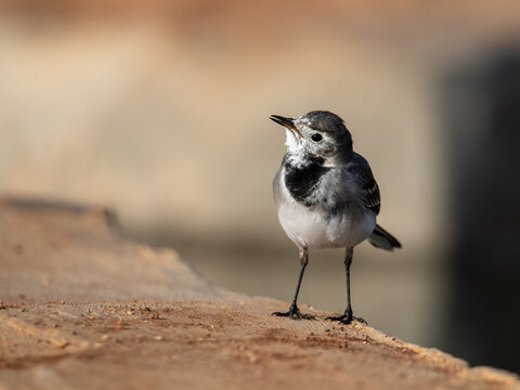 White wagtail funny look