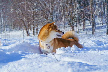 The Shiba Inu Japanese dog plays in the snow in winter.