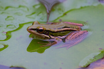 Frog