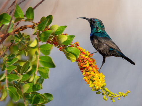 Palestine sunbird and the flower