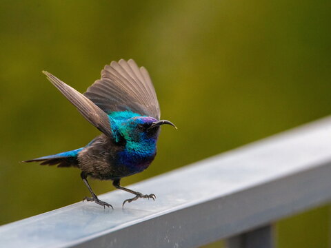 palestine sunbird in the sun
