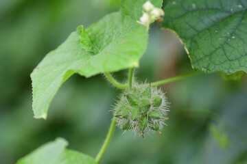 アレチウリの実（埼玉県/9月）