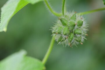 アレチウリの実（埼玉県/9月）