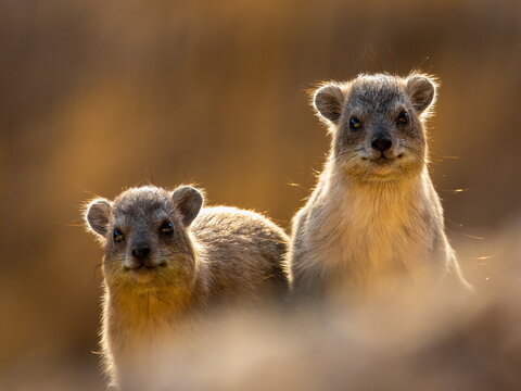Couple of rock hyraxes