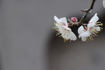東京赤坂にある氷川神社の境内に梅が咲く。文字スペースあり