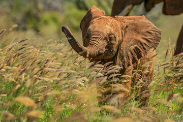 African Bush Elephant - Loxodonta africana, iconic member of African big five, Taita hills, Kenya.