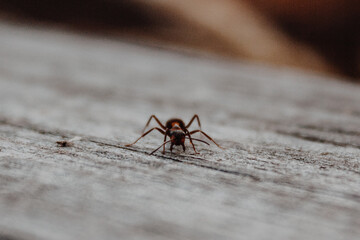 ant on a wood
