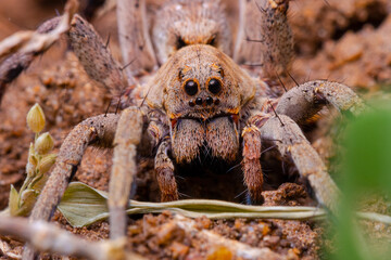 spider on the ground