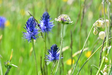 Bouquet de fleurs sauvages bleues au milieu d'un champ en montagne au printemps