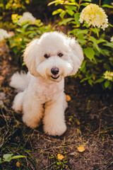 Smiling white poodle in the summer garden. Asian poodle haircut. 
