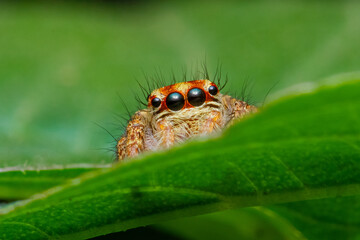 macro of a caterpillar