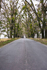 An asphalt-marked road running away into distance among dense trees.