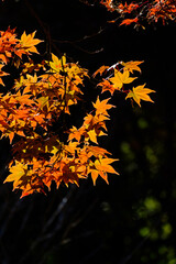 紅葉