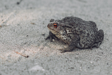 frog on the ground